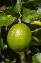 lime-tahitian-lime-citrus-fruit-784599.jpg