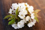 cherry-blossoms-cherry-blossom-795287.jpg