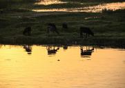 nile-river-egypt-mirroring-345708.jpg