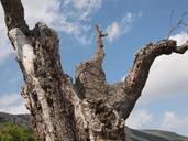 trunk-tree-death-sky-tree-trunk-1150533.jpg