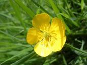 buttercup-yellow-meadow-flower-362786.jpg