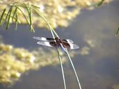 dragonfly-bug-insect-nature-fly-638429.jpg