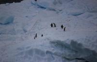 penguins-antarctica-penguin-animals-277423.jpg