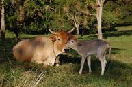 animals-calves-cows-605962.jpg