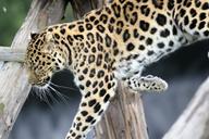 leopard-spotted-cat-nature-1666963.jpg