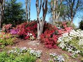 azalea-dallas-arboretum-bloom-1264883.jpg