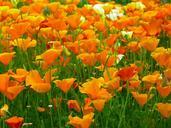 iceland-poppy-flowers-orange-511197.jpg