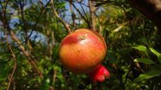 pomegranate-fruit-nature-plants-230088.jpg