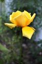 yellow-rose-rose-yellow-flower-640752.jpg