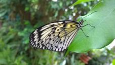 butterfly-leaf-wing-animal-leaves-581486.jpg