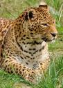 leopard-predator-wildcat-zoo-391367.jpg