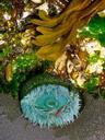 sea-anemone-tidepool-seaweed-plant-279865.jpg