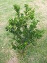 bush-lime-citrus-citrus-tree-340947.jpg