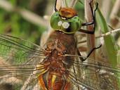 dragonfly-glazier-nature-friesland-600173.jpg