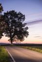 tree-road-sunset-nature-lichtspiel-638157.jpg