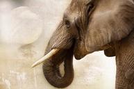 elephant-animal-mammal-ivory-1034382.jpg