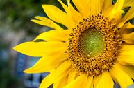 sunflower-a-yellow-flower-yellow-1651033.jpg