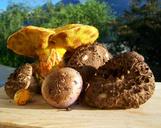 fungi-mixed-yellow-brown-906925.jpg