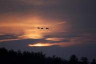 birds-silhouettes-flying-sunset-733089.jpg