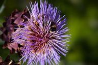 artichoke-blossom-bloom-flower-420082.jpg