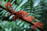 jungle-costa-rica-plant-1504942.jpg