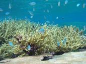 Chromis reef fish and staghorn coral underwater scenic.jpg