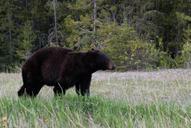 black-bear-meadow-wild-wildlife-1019063.jpg