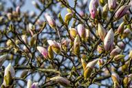 magnolia-magnolia-tree-spring-bud-1306658.jpg