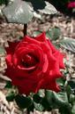 red-rose-flower-plant-bloom-170899.jpg